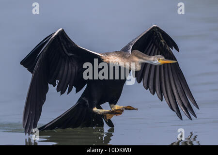 L'Oriental darter o indiani darter (Anhinga melanogaster) cattura e mangiare il pesce nel lago a Bharatpur Bird Sanctuary, Rajasthan, India Foto Stock