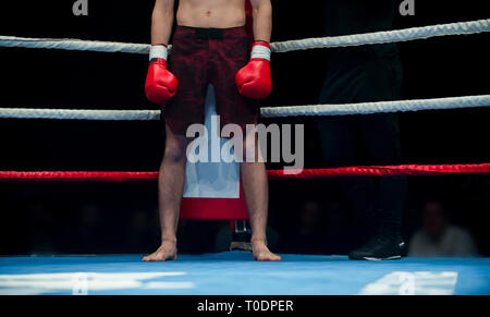 Il boxer professionale isolato sul premio sfondo ad anello. Montare muscolare atleta caucasica combattimenti Foto Stock