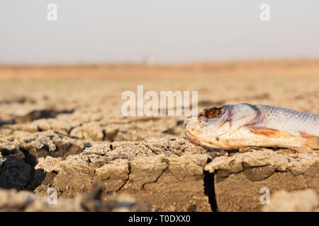 Primo piano del pesce morto in un seccato in alto vuoto serbatoio diga o a causa di una canicola estiva, scarse precipitazioni, inquinamento e siccità nel nord Karnataka, India. Foto Stock