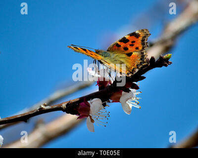 Farfalla su un fiore di albicocca, Nymphalis xanthomelas, giallo-gambe tartaruga Foto Stock