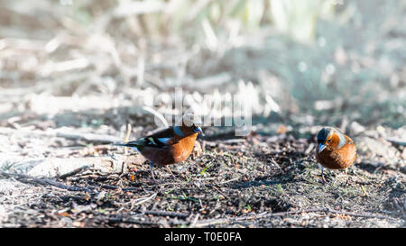 Godersi la vita coppia di fringuelli seduti su un terreno. Foto Stock