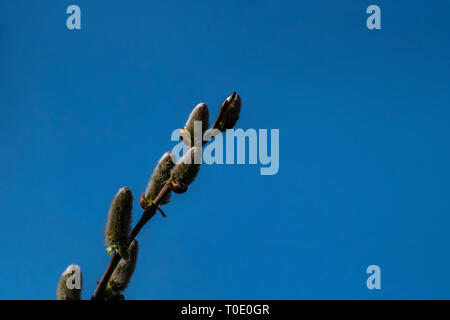 Scheda minimalista con sfondo di Willow amento contro il cielo blu. Foto Stock