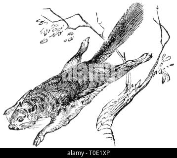 Taglio di legno intagliato, illustrazione presa da "tesoro di storia naturale' da Samuele Maunder, pubblicato 1848 Foto Stock