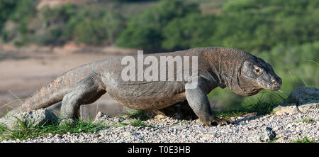 Drago di Komodo. Nome scientifico: Varanus komodoensis. Indonesia. Isola di Rinca. Foto Stock