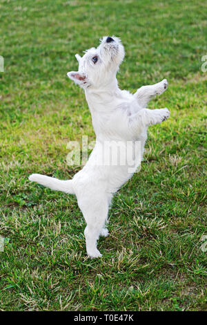 Carino giocoso West Highland White Terrier cucciolo facendo trick sull'erba Foto Stock