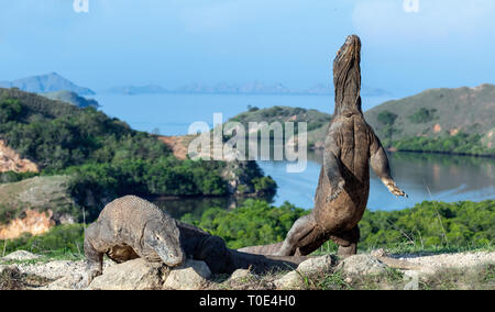 Il drago di Komodo si erge sulle zampe posteriori. Nome scientifico: Varanus komodoensis. Più grande lucertola vivente nel mondo. Isola di Rinca. Indonesia. Foto Stock