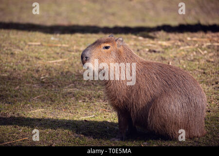 Close up foto di capibara, Hydrochoerus hydrochaeris, il più grande roditore Foto Stock