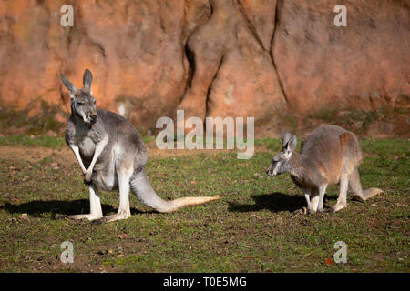 Canguro rosso (Macropus rufus) è il più grande di tutti i canguri, il più grande mammifero terrestre nativo per l'Australia Foto Stock