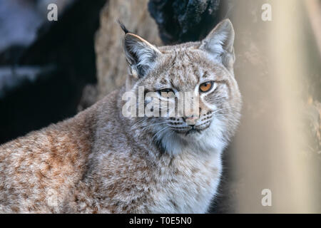 Eurasian (Lynx Lynx lynx) è di medie dimensioni con il gatto selvatico che si verificano dal Nord, Europa centrale e orientale in Asia centrale e la Siberia, il Tibetano Plat Foto Stock