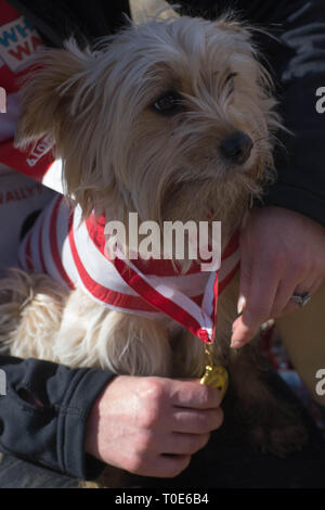 Domenica 17 marzo clapham common london . uk , 9,30pm , il 7° wheres wally carità fun run , Foto Stock