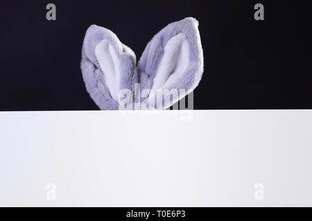 Orecchie di coniglio fuori di un foglio di carta bianco con spazio vuoto Foto Stock