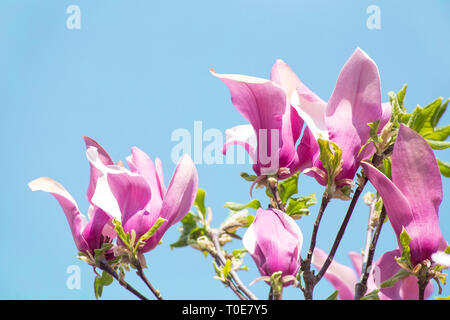Magnolia blossom oltre il cielo blu Foto Stock