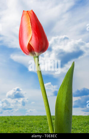 Bel singolo tulip contro un prato verde e cielo blu con nuvole Foto Stock