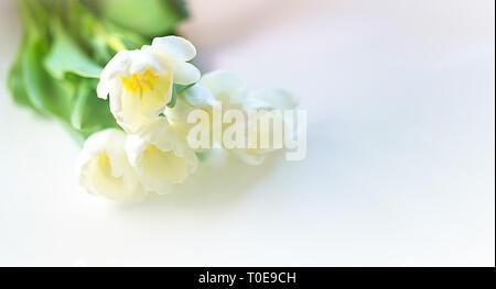 La molla white tulip flower close-up di illuminazione soffusa su sfondo bianco. Foto Stock