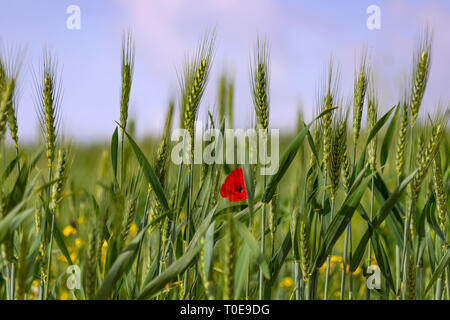 Spikelets verde del frumento con un papavero rosso fiore tra loro su uno sfondo sfocato di un campo con fiori di colore giallo e un cielo blu con nuvole. Foto Stock