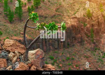 Impianto Echeveria su un lungo stelo cresce sulle rocce Foto Stock