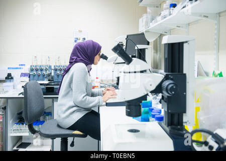 Una donna musulmana utilizza le attrezzature scientifiche in un laboratorio di ricerca, presso la University of Sussex indossando un tradizionale hijab. Foto Stock