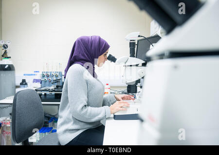 Una donna musulmana utilizza le attrezzature scientifiche in un laboratorio di ricerca, presso la University of Sussex indossando un tradizionale hijab. Foto Stock