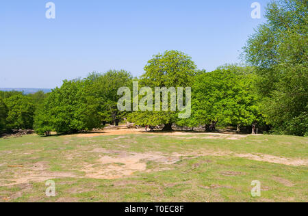 Foresta di Epping Foto Stock