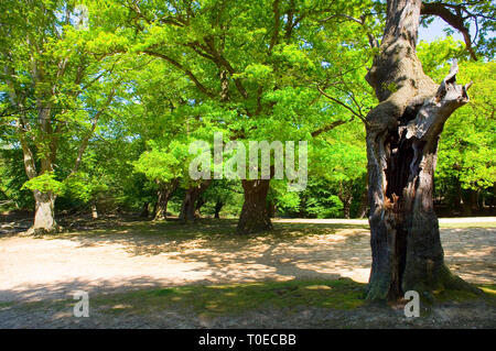 Foresta di Epping Foto Stock