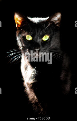 Concetto di Pet Ritratto di emozionale del gatto nero su sfondo nero Foto Stock