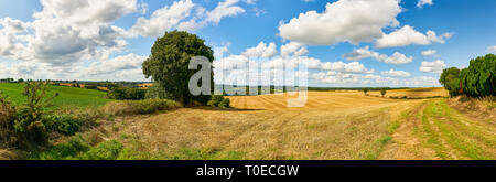 Cornfield giallo dopo il raccolto in estate come un panorama di fronte a un cielo blu con nuvole Foto Stock