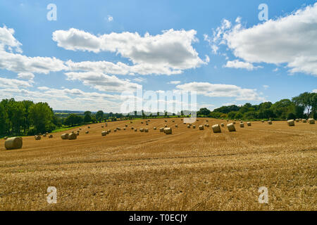 Campo di grano e balle di fieno dopo il raccolto in estate di fronte a un cielo blu Foto Stock
