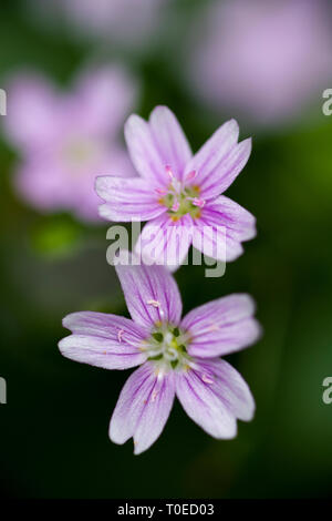 Pink Purslane (Claytonia sibirica) nel bosco nel sud ovest dell'Inghilterra. Foto Stock