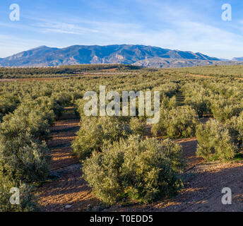 Square immagine fuori una vista aerea del Mediterraneo paesaggio di olive che mostra i campi pieni di agricoltura alberi, montagne sullo sfondo azzurro del cielo l Foto Stock