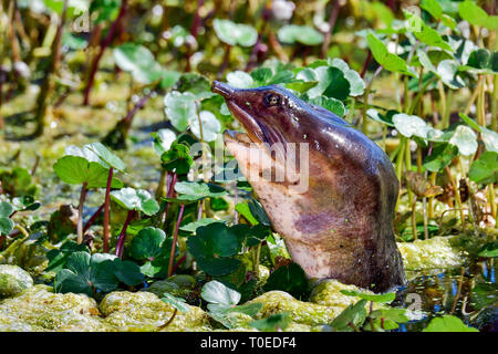 Florida Softshell tartaruga è spiata sotto la superficie di crescita. Foto Stock