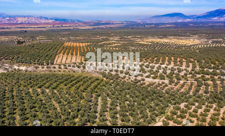 Vista aerea del Mediterraneo paesaggio di olive che mostra i campi pieni di agricoltura alberi, montagne sullo sfondo azzurro del cielo a sinistra per spazio di copia Foto Stock