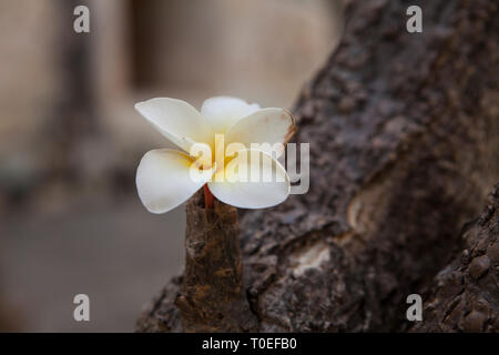 La Plumeria fiorisce sul tronco di un albero in un cortile del Museo delle Culture di Oaxaca, Santo Domingo in Oaxaca, Messico, 7 marzo 2019. Foto Stock