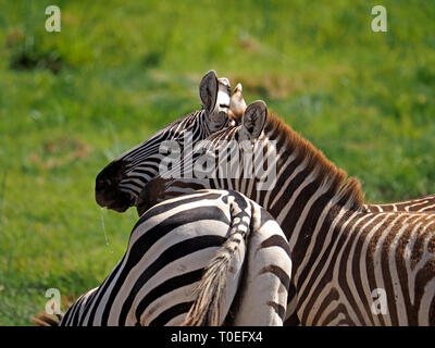 3 pianure o la Burchell zebre (Equus quagga) due con teste affiancate su retro del terzo nella prateria sulle pianure di Amboseli NP Kenya, Africa Foto Stock