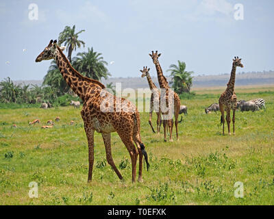 Torre di 4 Masai Giraffe (Giraffa camelopardalis tippelskirchii) cercando alert amid variata pianure grazers sulla savana di Amboseli NP, Kenya, Africa Foto Stock