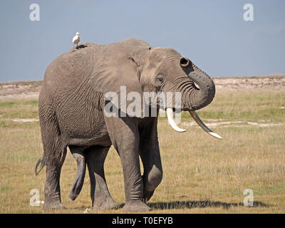 Lone dell' elefante africano (Loxodonta africana) con airone guardabuoi sulla sua schiena solleva il suo tronco come cammina nella savana di Amboseli NP Kenya, Africa orientale Foto Stock