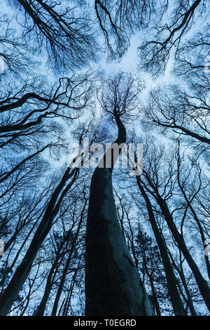 Il faggio (Fagus sylvatica) Bosco in inverno, a Cranborne Chase, Dorset, England, Regno Unito Foto Stock