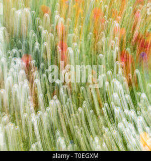 Abstract di fiori selvaggi, Whitburn, Tyne & Wear, England, Regno Unito Foto Stock