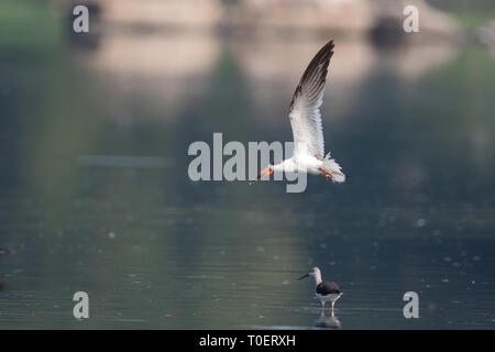 La schiumarola indiano (Rynchops albicollis) volare sopra il corpo di acqua durante la migrazione invernale vicino a Pune, Maharashtra, India Foto Stock