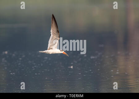 La schiumarola indiano (Rynchops albicollis) volare sopra il corpo di acqua durante la migrazione invernale vicino a Pune, Maharashtra, India Foto Stock