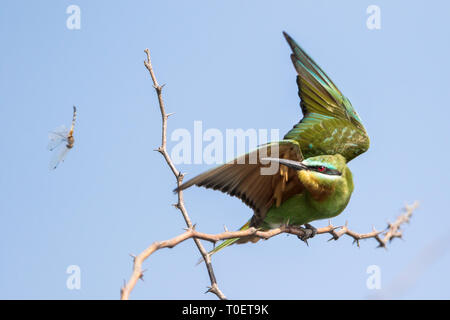 Il Blue-cheeked Bee-eater (Merops persicus) mangiare dragonfly su un ramo di albero in Pune, Maharashtra, India Foto Stock