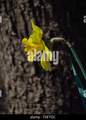 Un daffodil fiore, Narcissus pseudonarciso Foto Stock