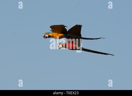 Bella blu-giallo Macaw (Ara ararauna), noto anche come il Blu e Oro Macaw e Hybrid Macaw battenti Foto Stock