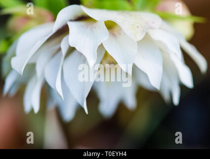 Una ripresa macro di un l'elleboro bianco fiore. Foto Stock