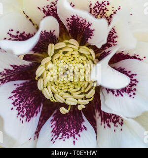 Una macro shot di una doppia helleborus ellen white bloom. Foto Stock