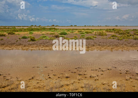 Il paesaggio palustre del Rodano estuario è una delle più importanti riserve naturali in Europa, Étang du Fangassier, la Camargue, la Provenza, Francia Foto Stock