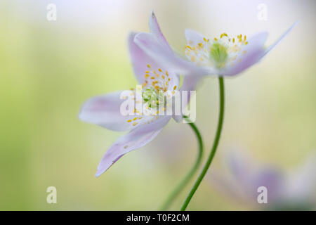 Una coppia di legno di anemoni impigliato in un ambrace. Bianco Rosa selvatica macro di fiori in soft focus. Flower close up con due fiori selvatici. Foto Stock