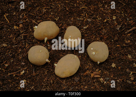 Charlotte tuberi seme di patate chitted pronti per la semina. Foto Stock