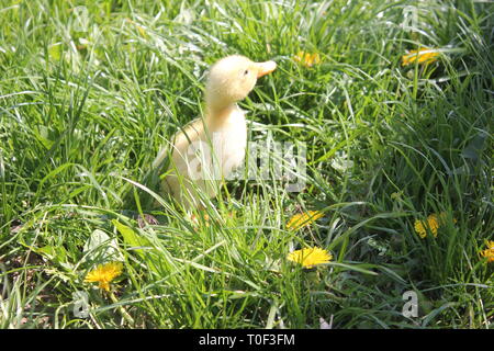 I giovani baby anatra in erba, stagione primavera Foto Stock