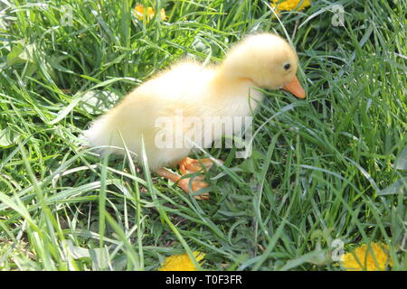 I giovani baby anatra in erba, stagione primavera Foto Stock