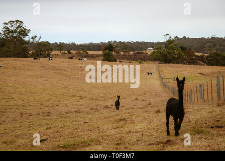 Australia paesaggi. Strade, deserto, prati, trasporti, paesaggi Foto Stock